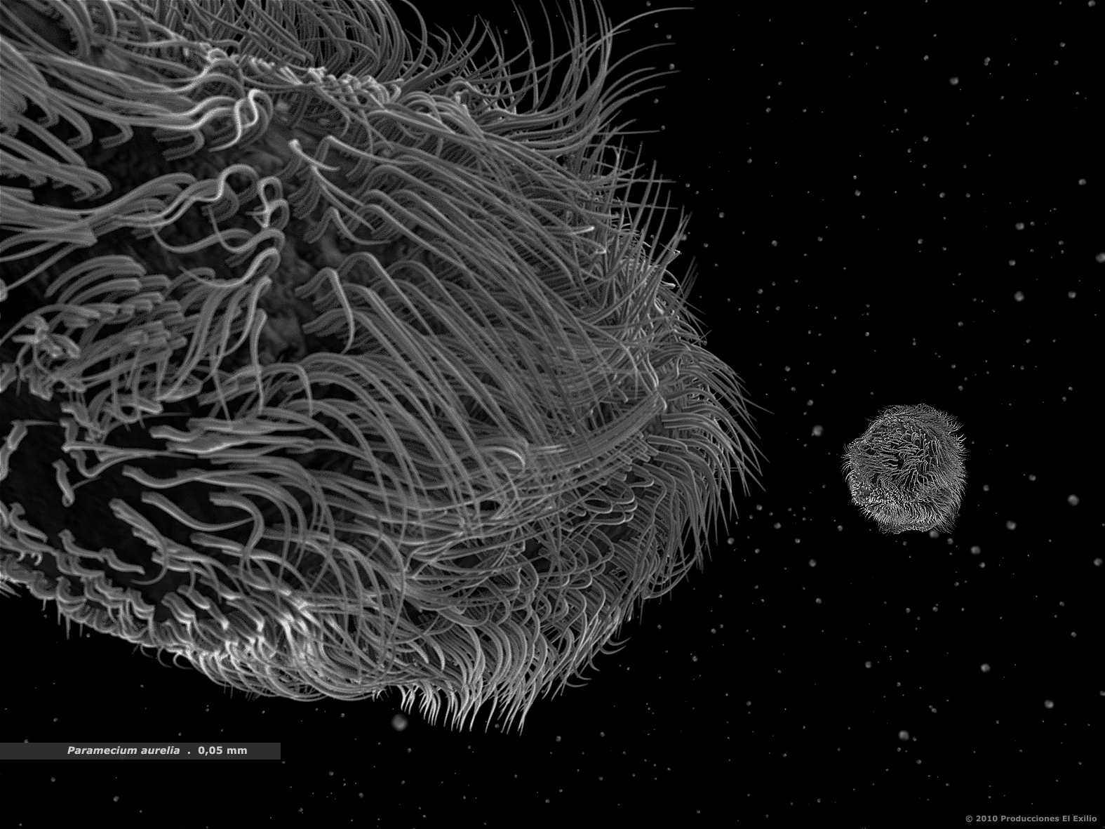 documental-fulldome-nanocam-el-exilio-paramecium aurelia-1575x1181